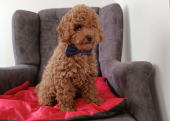 Toy  poodle 3 aylık